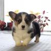 Продам щенка Hungary, Budapest Other breed, Pembroke Welsh Corgi Puppies