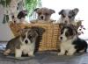 Продам щенка Ireland, Dublin Other breed, Pembroke Welsh Corgi Puppies