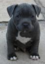 Продам щенка Sweden, Stockholm Staffordshire Bull Terrier