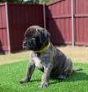 Продам щенка Ireland, Galway Bullmastiff