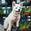 Продам щенка Azerbaijan, Azerbaijan , Pomsky puppies