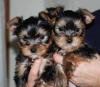 Продам щенка Ireland, Cork Yorkshire Terrier