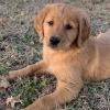 Продам щенка Ireland, Cork Golden Retriever