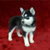 Продам щенка Malta, Valletta Other breed, POMSKY PUPPIES