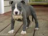 Продам щенка France, Paris American Staffordshire Terrier