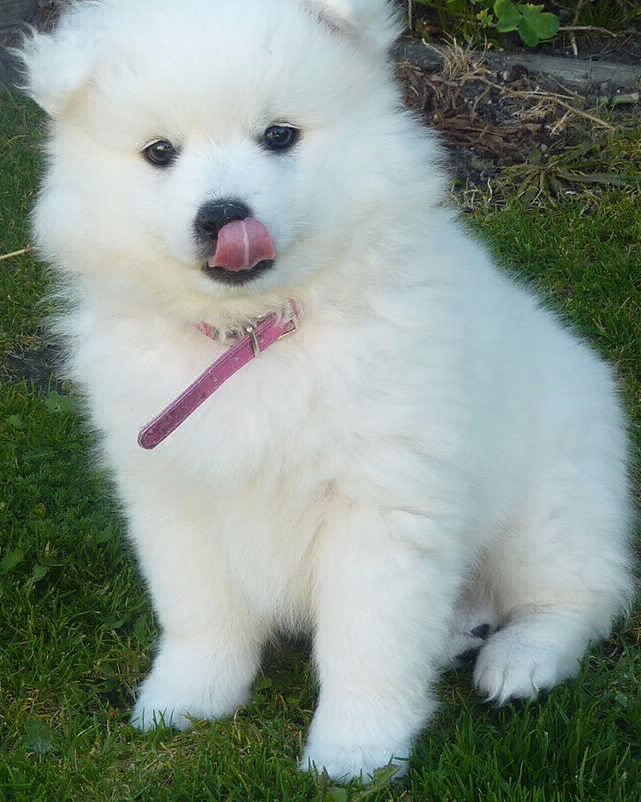 Продам щенка Bulgaria, Sofia Japanese spitz