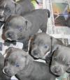 Продам щенка Greece, Athens Staffordshire Bull Terrier