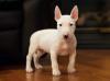 Продам щенка Italy, Milan Bull Terrier