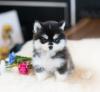 Продам щенка Kazakhstan, Petropavlovsk , Pomsky puppies