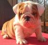 Продам щенка Ireland, Cork English Bulldog