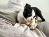 Продам щенка Canada, British Columbia, Victoria Boston Terrier