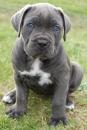 Продам щенка United Kingdom, Grimsby , Cane corso