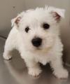 Продам щенка Poland, Warsaw West Highland White Terrier