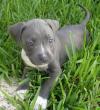 Продам щенка USA, Tennessee American Pit-Bull Terrier