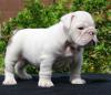 Продам щенка France, Paris English Bulldog