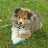 Продам щенка Germany, Duisburg Sheltie (Shetland Sheepdog)