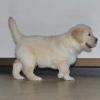 Продам щенка Netherlands, Amsterdam Golden Retriever