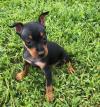 Продам щенка Ireland, Dublin Miniature Pinscher