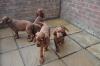 Продам щенка United Kingdom, Sheffield Irish Setter