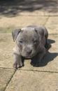 Продам щенка United Kingdom, Derby Staffordshire Bull Terrier