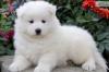 Продам щенка Azerbaijan, Azerbaijan , Samoyed Puppies