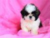 Продам щенка Belarus, Gomel , Shih Tzu puppies