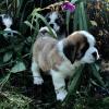 Продам щенка United Kingdom, Dover , Saint Bernard Puppies