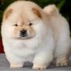 Продам щенка United Kingdom, Chesterfield Chow Chow