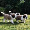 Продам щенка United Kingdom, Blackburn , Saint Bernard Puppies