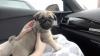 Продам щенка United Kingdom, Bradford Pug