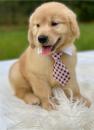 Продам щенка United Kingdom, Luton Golden Retriever