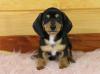 Продам щенка Ukraine, Luck , Dachshund Puppies