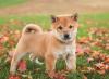 Продам щенка United Kingdom, Liverpool , Shiba Inu