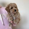 Продам щенка France, Limoges Other breed, Maltipoo Puppies