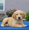 Продам щенка Azerbaijan, Azerbaijan , Golden Retriever Puppies