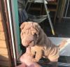 Продам щенка Cyprus, Limassol Shar Pei