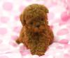 Продам щенка Netherlands, Amsterdam Toy-poodle