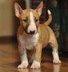 Продам щенка Latvia, Riga Bull Terrier