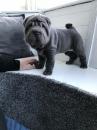 Продам щенка United Kingdom, Darlington Shar Pei