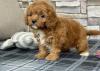 Продам щенка Sweden, Stockholm Other breed, cavapoo