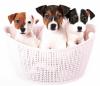 Продам щенка Netherlands, Amsterdam Jack Russell Terrier