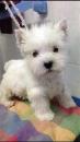 Продам щенка Romania, Alexandria West Highland White Terrier