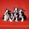 Продам щенка Belgium, Brussels Boston Terrier