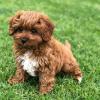 Продам щенка Bulgaria, Rousse , CAVAPOO