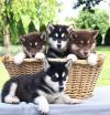 Продам щенка Portugal, Lisbon Haski, Blue Eyes Siberian Husky Puppies