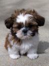 Продам щенка France, Bordeaux Shih Tzu