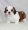 Продам щенка Ireland, Dublin, Dublin , Shih Tzu puppies