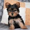 Продам щенка Lithuania, Birstonas Yorkshire Terrier