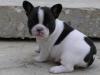 Продам щенка Bulgaria, Dobrich French Bulldog