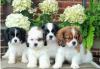 Продам щенка Ireland, Dublin King Charles Spaniel